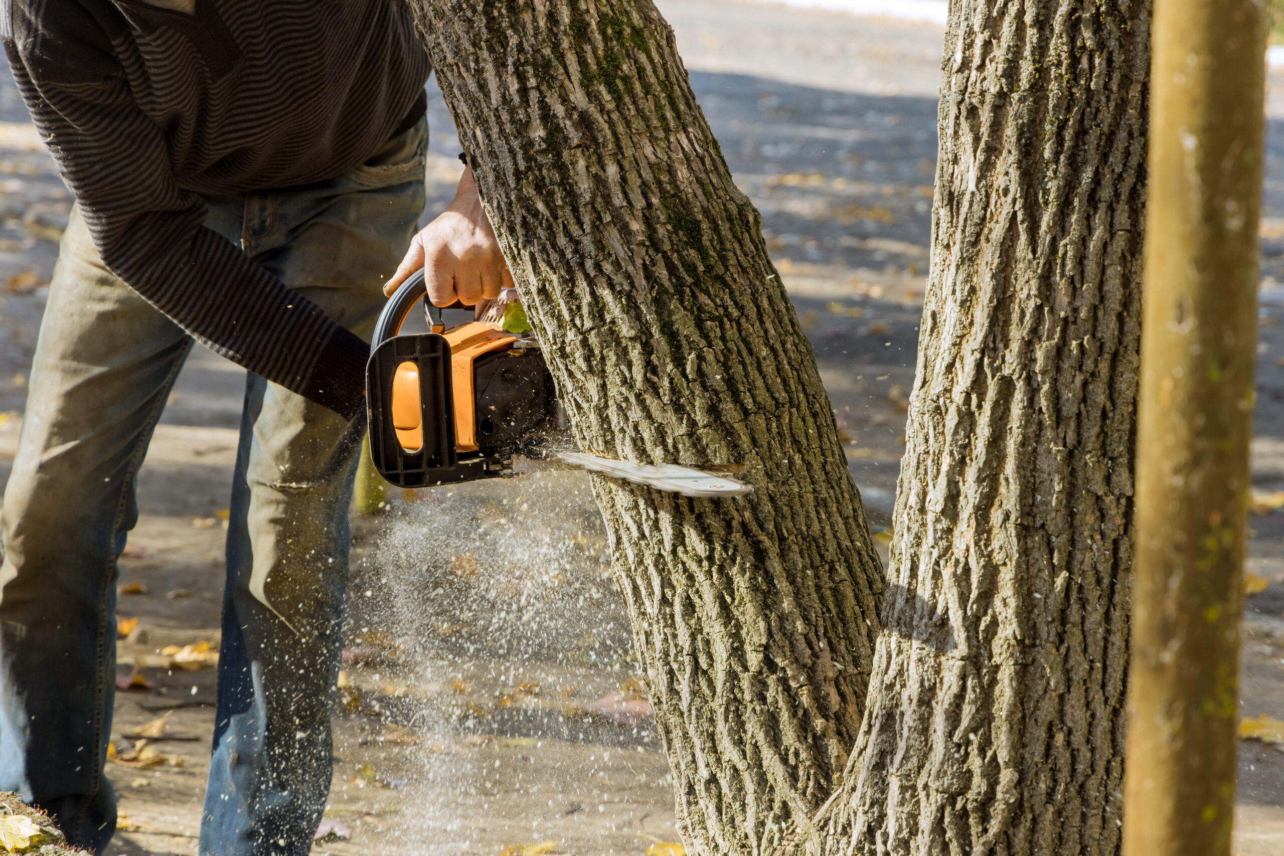 Innovation R Tree Service LLC (27)