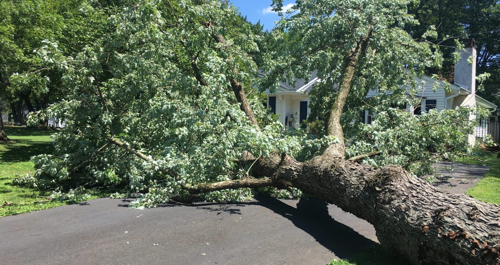 Innovation R Tree Service LLC (18)